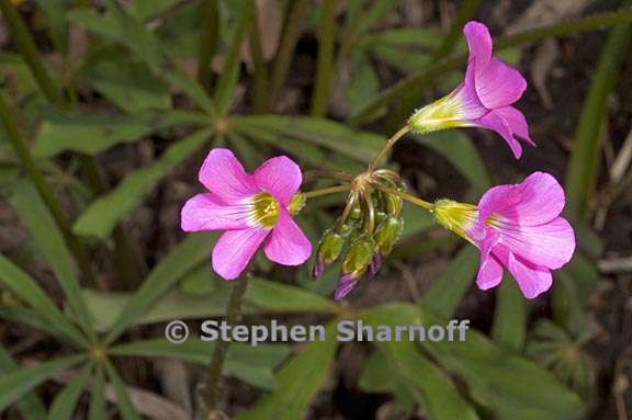 oxalis magnifica 3 graphic